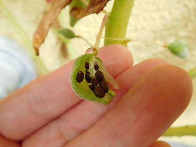 驚くばかりホウセンカ 種 はじける すべての美しい花の画像